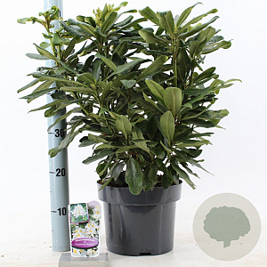 Rhododendron 'Madame Masson' 30-40 cm 5,0L