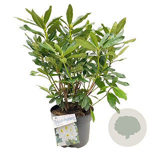 Rhododendron 'Madame Masson' 30-40 cm 5,0L struik