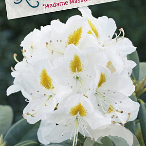 Rhododendron 'Madame Masson' 50-60 cm 10L