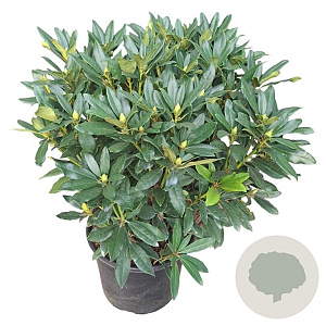 Rhododendron 'Madame Masson' 60-70 cm 20L