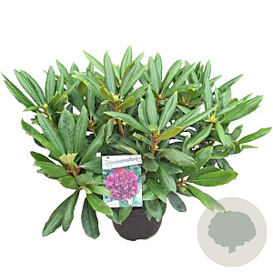 Rhododendron 'Marcel Menard' 50-60 cm 10L