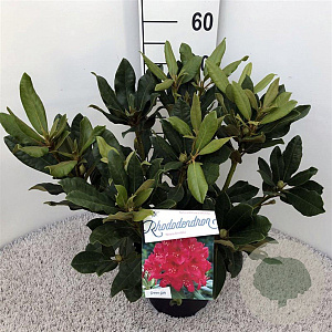 Rhododendron 'Nova Zembla' 30-40 cm 5,0L