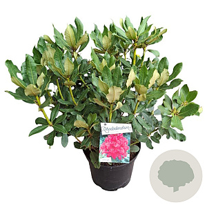 Rhododendron 'Nova Zembla' 50-60 cm 10L