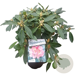 Rhododendron (Y) 'Percy Wiseman' 30-40 cm 5,0L struik