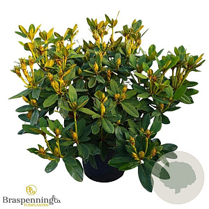 Rhododendron 'Red Jack' 70-80 cm 40L