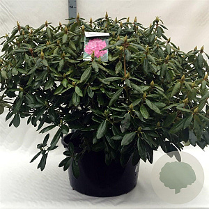 Rhododendron 'Roseum Elegans' 80-100 cm cont. 80L