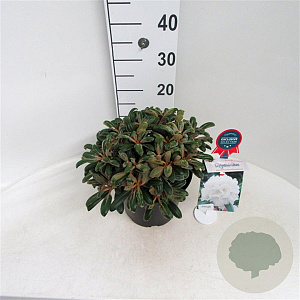 Rhododendron 'Schneekissen' 25-30 cm 5,0L