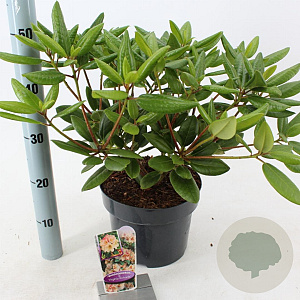 Rhododendron 'Virginia Richards' 30-40 cm 5,0L