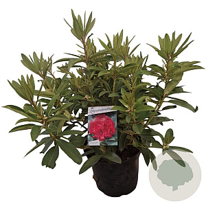 Rhododendron 'Wilgen's Ruby' 50-60 cm 10L