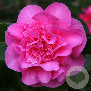 Camellia williamsii 'Debbie' 60-80 cm 3,5L