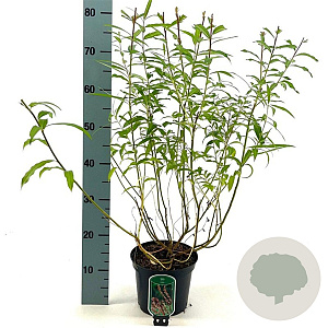 Salix udensis 'Sekka' 30-40 cm 3,0L
