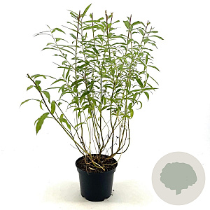 Salix udensis 'Sekka' 30-40 cm 3,0L