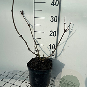 Sambucus nigra Black Beauty 30-40 cm 3,0L