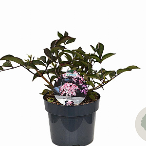 Sambucus nigra Black Beauty 30-40 cm 3,0L