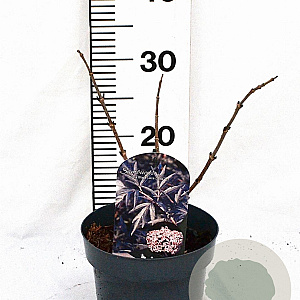 Sambucus nigra Black Lace 30-40 cm 3,0L