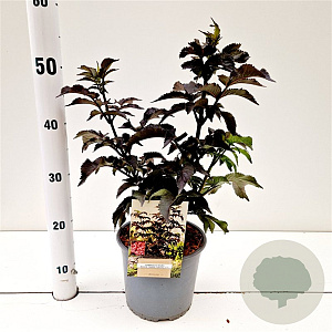 Sambucus nigra Black Tower 30-40 cm 3,0L
