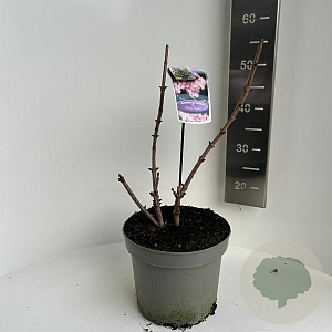 Sambucus nigra Black Tower 40-50 cm 5,0L