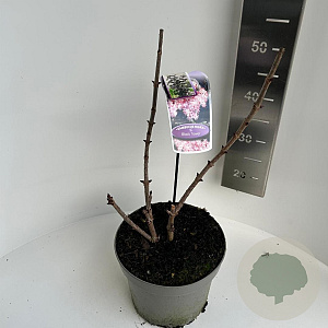 Sambucus nigra Black Tower 40-50 cm 5,0L