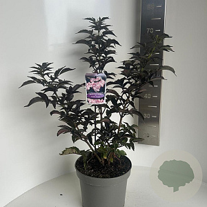Sambucus nigra Black Tower 40-50 cm 5,0L