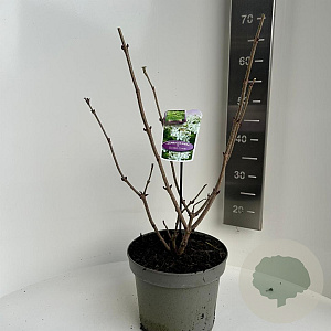 Sambucus nigra Golden Tower 40-50 cm 5,0L