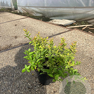 Spiraea jap. 'Firelight' 25-30 cm 2,0L