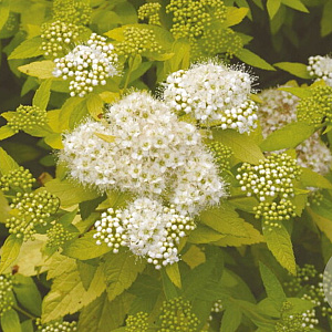 Spiraea jap. 'White Gold' 25-30 cm 3,5L