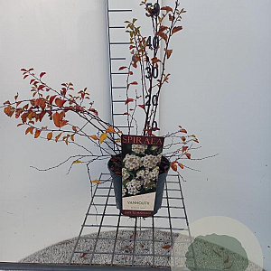Spiraea vanhouttei 30-40 cm 3,0L