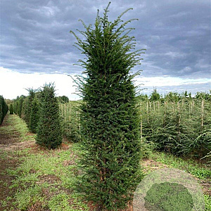 Taxus baccata 200-225 cm met kluit