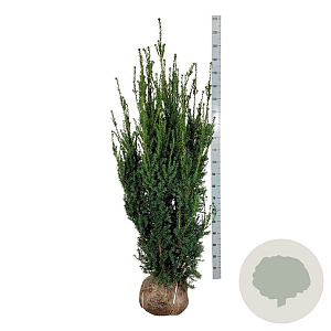 Taxus media 'Hillii' 140-160 cm met kluit