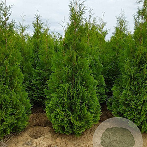 Thuja occ. 'Brabant' 275-300 cm met kluit