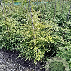 Tsuga canadensis 125-150 cm met kluit