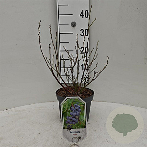Vaccinium corymbosum 25-30 cm 3,5L