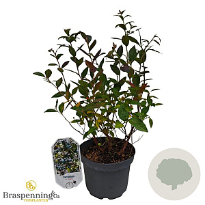 Vaccinium corymbosum 30-40 cm 3,0L