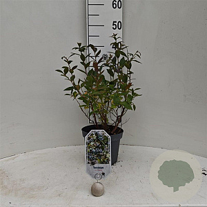Vaccinium corymbosum 30-40 cm 3,0L