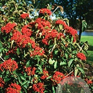 Viburnum dilatatum Cardinal Candy 20-25 cm 2,0L