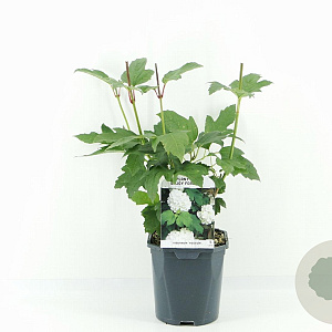 Viburnum opulus 'Roseum' 25-30 cm 2,0L