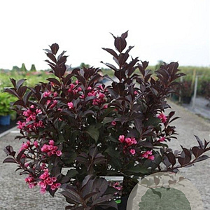 Weigela florida 'Alexandra' 60-80 cm 10L