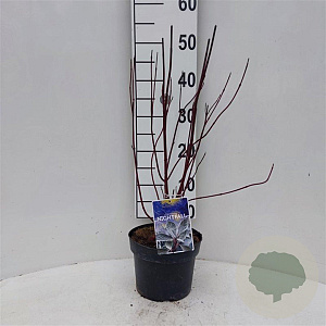 Cornus alba 30-40 cm 3,0L