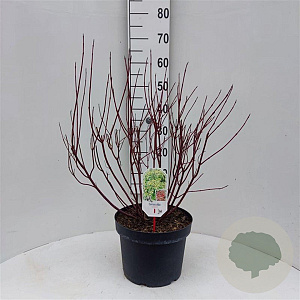 Cornus alba 'Gouchaultii' 60-80 cm 10L