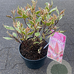 Cornus alba Miracle 25-30 cm 2,0L