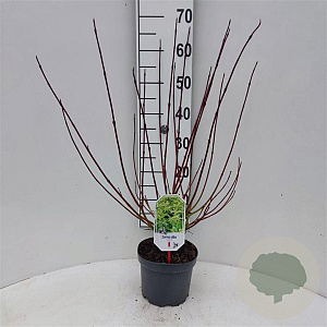 Cornus alba 'Spaethii' 30-40 cm 3,0L