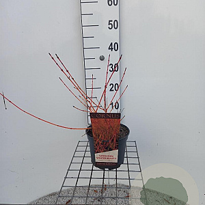 Cornus sang. 'Winter Beauty' 30 cm 3,0L