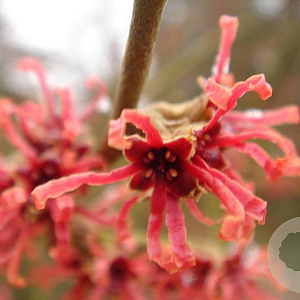 Hamamelis intermedia 'Anne' 60-80 cm 7,5L