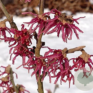 Hamamelis vernalis 'Amethyst' 150-175 cm cont. 100L