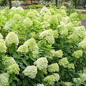 Hydrangea paniculata 'Limelight' 80 cm stam 7,5L