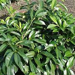 Prunus l. 'Mischeana' 25-30 cm 3,5L