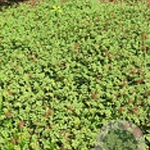 Acaena microphylla GM P9 Chemievrij