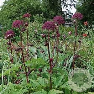Angelica sylvestris 'Ebony' GM P9