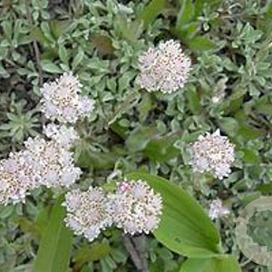 Antennaria dioica GM P9