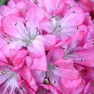 Armeria mar. 'Armada Rose' GM P9